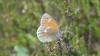 Coenonympha tullia